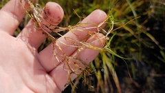 Zannichellia palustris