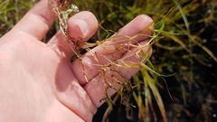 Zannichellia palustris