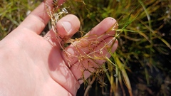 Zannichellia palustris