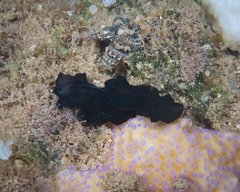 Pseudobiceros stellae