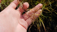 Zannichellia palustris