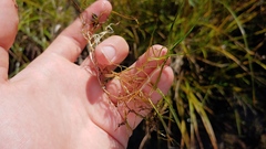 Zannichellia palustris