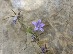 Campanula celsii