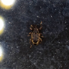 Conotrachelus posticatus