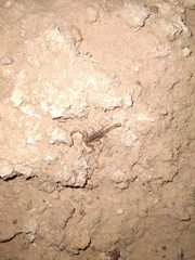 Paravaejovis confusus