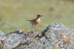 Oenanthe isabellina