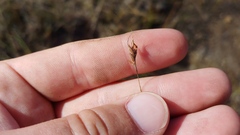 Rhynchospora capillacea