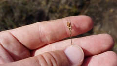 Rhynchospora capillacea