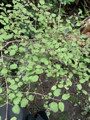 Coprosma rotundifolia