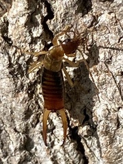 Apterygida albipennis