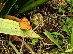 Junonia almana