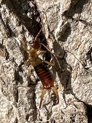 Apterygida albipennis