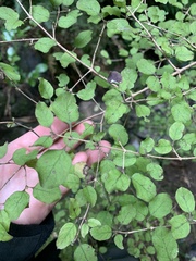 Coprosma rotundifolia