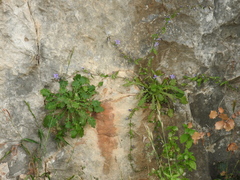 Campanula celsii
