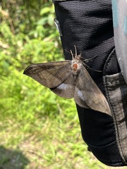 Ischyja manlia