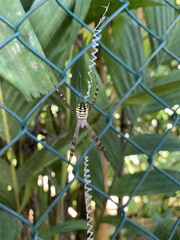 Argiope picta