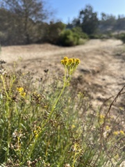 Senecio linearifolius linearifolius