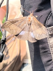Ischyja manlia