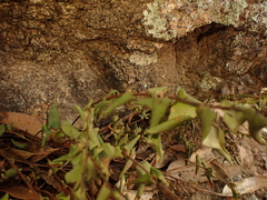 Pellaea calidirupium