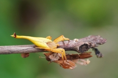 Arachnura