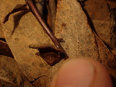 Pellaea calidirupium