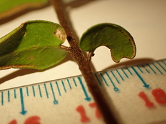 Pellaea calidirupium