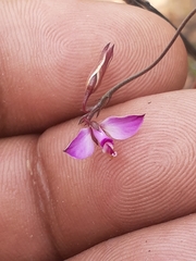 Polygala