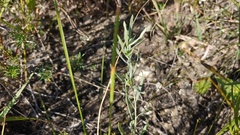 Lithospermum incisum