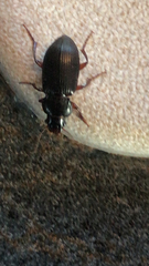 Harpalus affinis
