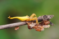 Arachnura