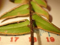 Pellaea calidirupium