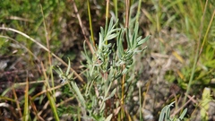 Lithospermum incisum