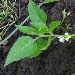Solanum physalifolium