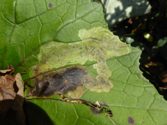 Acidia cognata
