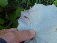 Acidia cognata