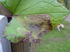 Acidia cognata