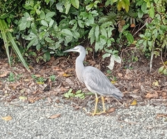 Egretta novaehollandiae novaehollandiae