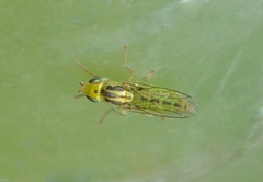 Chlorops pumilionis