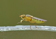 Chlorops pumilionis