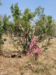 Adenium multiflorum