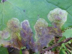 Acidia cognata