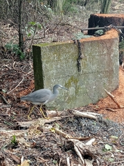 Egretta novaehollandiae novaehollandiae