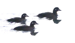 Histrionicus histrionicus