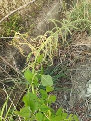 Amaranthus viridis