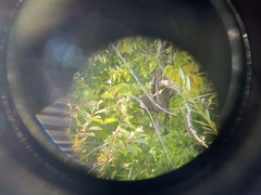 Megascops kennicottii