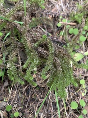 Ptychomnion aciculare