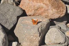 Polygonia gracilis