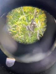 Megascops kennicottii