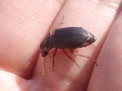 Harpalina