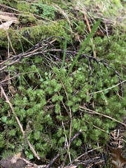 Ptychomnion aciculare